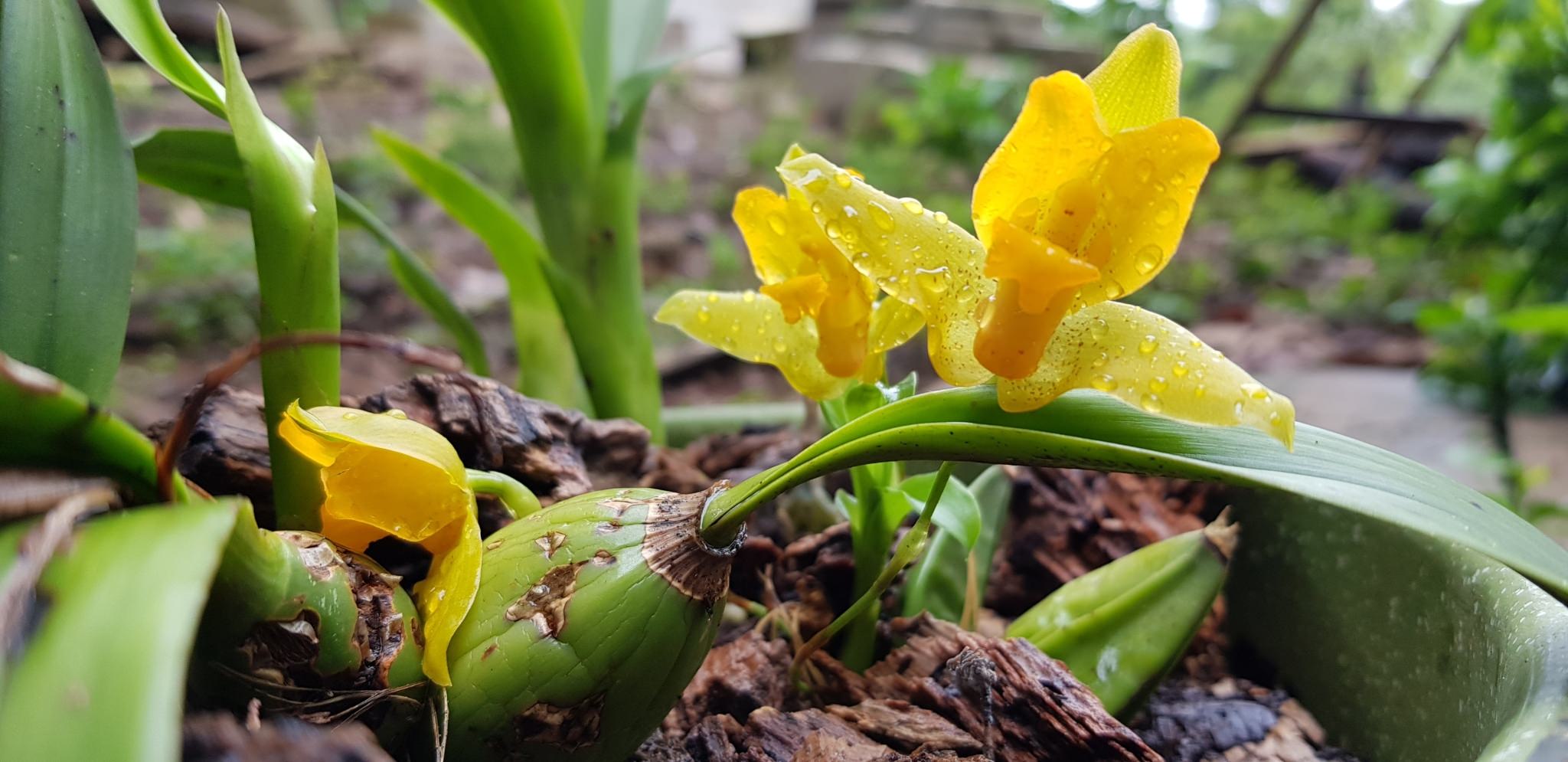 Lycaste consobrina